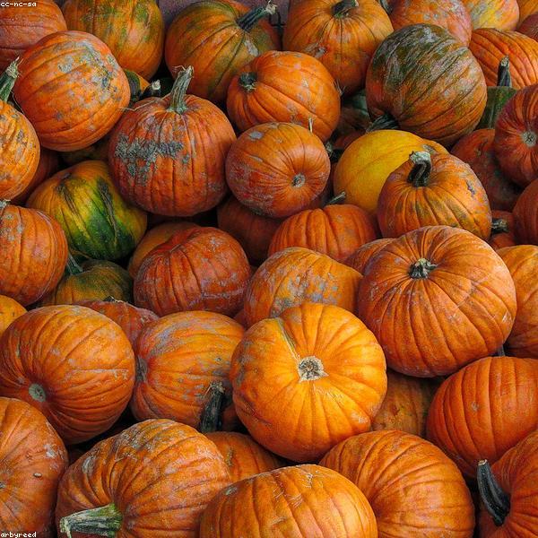 Oven Gloves Heat Resistant Sport